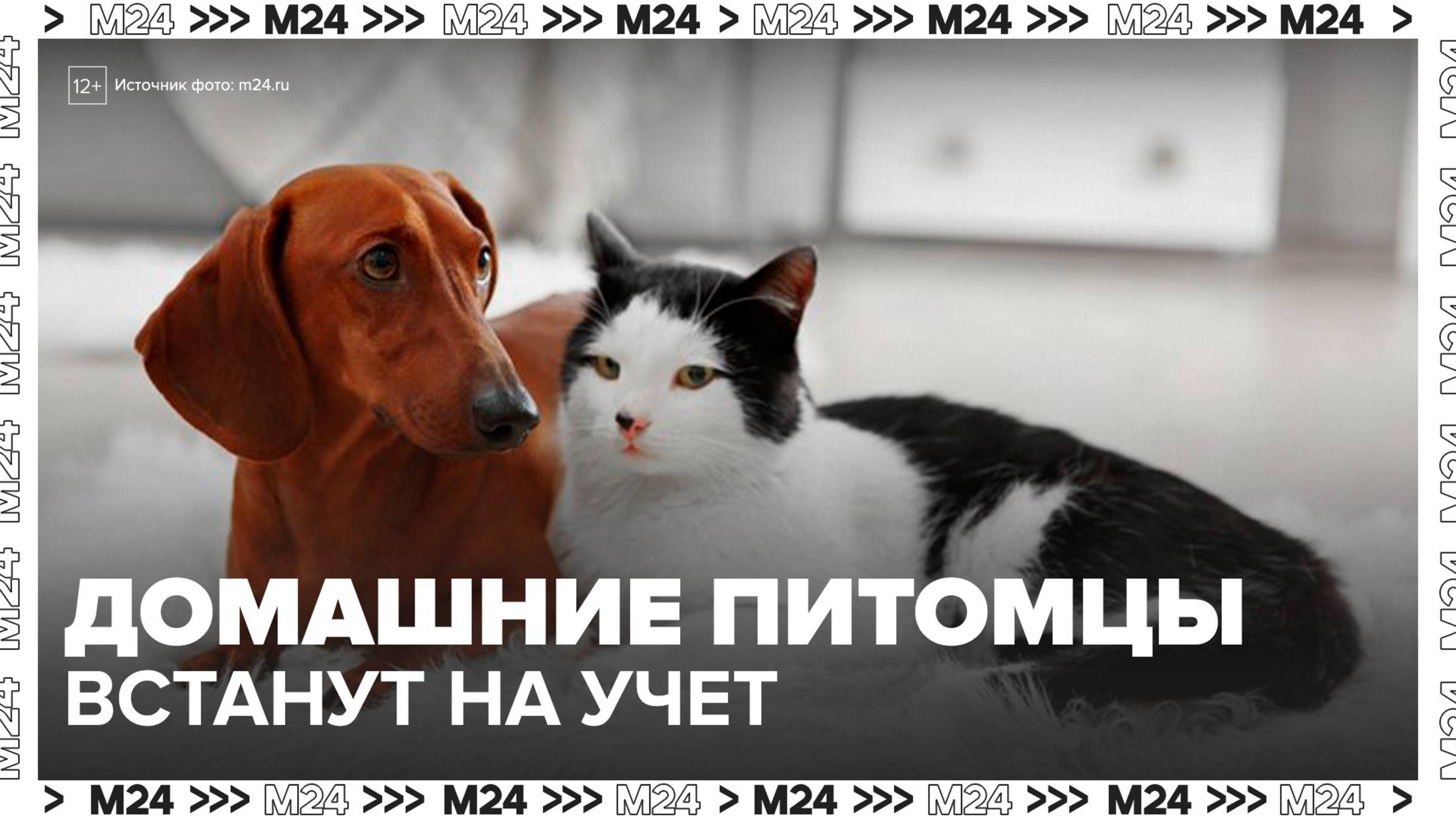 В России введут учет домашних питомцев - Москва 24