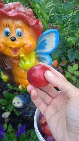 Алыча Кубанская комета радует урожаем