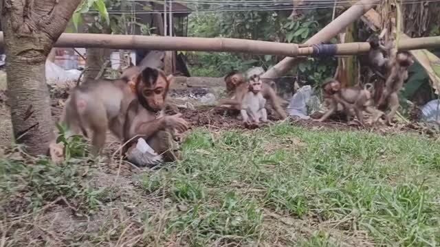 Обезьянки малыши живут в парке веселятся прыгают