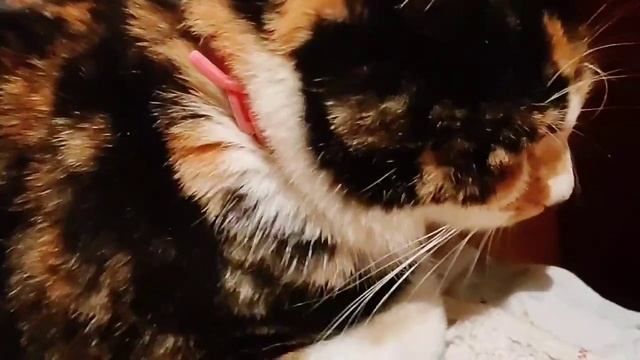 Хочешь быть Дедом Морозом или Снегурочкой - будь смотреть онлайн