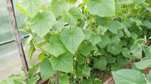 В городе🚗🚗. Каждый бень🥒🍅🦮🐐.