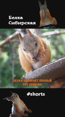 Белка набирает полный рот семечек