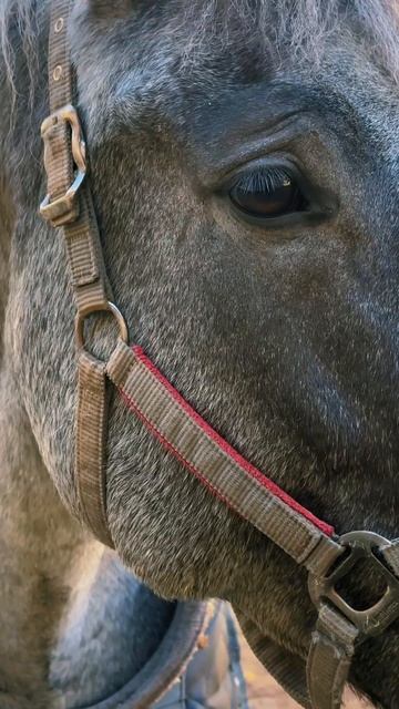 Незабываемый отдых на Ранчо «Сальвадор» смотреть онлайн