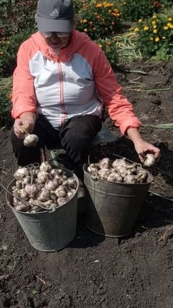Вырос суперский чеснок