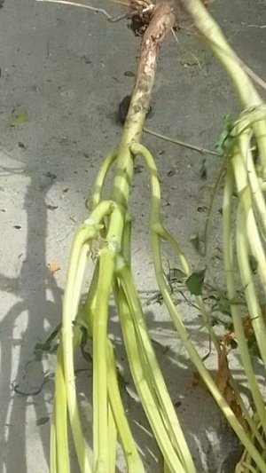 Убираю фасоль зерновую Модница