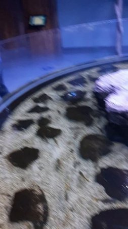 МОАИ