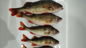 Рыбалка на хищника удалась приманки просто рвёт .