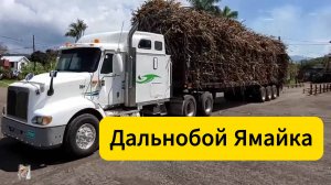 Дальнобойщики тростника в полном расцвете сил. Сезон сахарного тростника: #jamaicantruckers