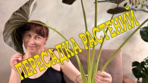 Пересадка комнатных растений