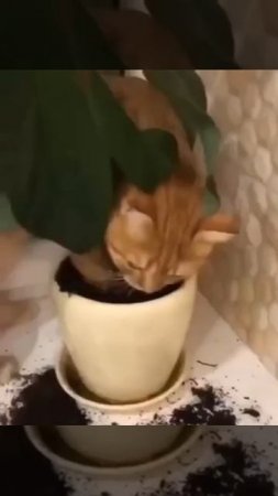 1000151598.mp4