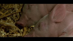 #55 Бэйб: Четвероногий малыш (1995)