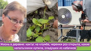 Жизнь в деревне: кактус на клумбе прижился, черенки роз открыла, напальчник получила