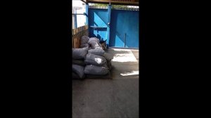 Собака. Том