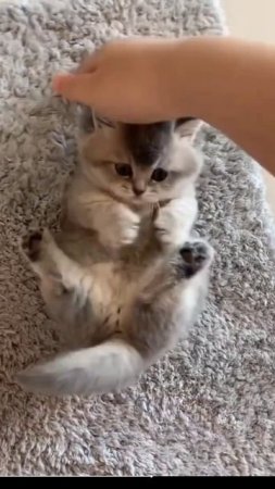 КОТИКИ.