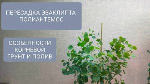 🟢🟤ПЕРЕСАДКА ЭВКАЛИПТА ПОЛИАНТЕМОС С ЦЕЛЬЮ РАЗДЕЛИТЬ РАСТЕНИЕ