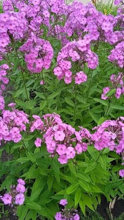 Флоксы- красивое июльское цветение