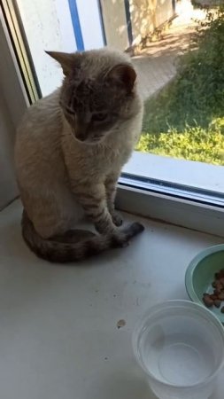ПОТЕРЯЛСЯ ИЛИ ИЩЕТ ДОМ КОТЁНОК