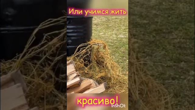 КОПЧЕНИЕ РЫБЫ НА КОСТРЕ #топпубликаций # топ #fish #food #like #лучшее #вкуснополезно #лайкподписка