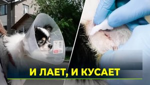 Что делать, если вашу собаку покусали