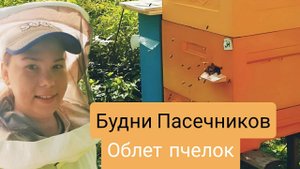 Будни пасечников. Пермский край. Урал. Медовый дол. Облет пчёлок