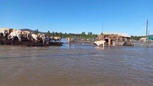 Якутия уходит под воду. В зоне подтопления — более 1,5 тысяч человек