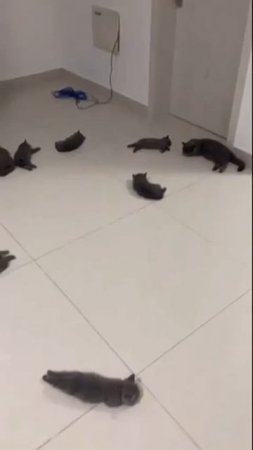 котики