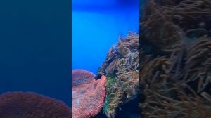 ПОЛНОЕ ВИДЕО ЭКСПОЗИЦИИ "МОРЯ И ОКЕАНЫ"