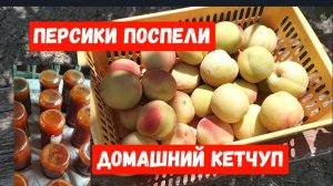 #54🌷Без электричества/Собрала персики)/Сорта персиков/Делаю домашний томатный кетчуп