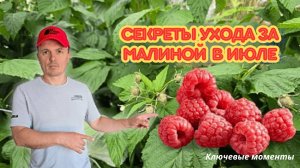 Уход за малиной в июле. Как получить крупные и сладкие ягоды.