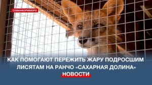 Ранчо «Сахарная долина»: как обеспечить достойную жизнь лисе в неволе