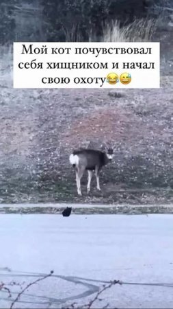 Кот охотник