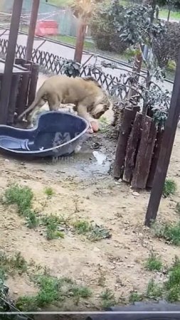 Шерхан на водопое 11 07 2025