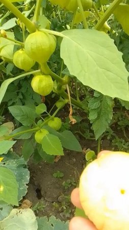 Физалис овощной Ананасовый  поспел. #дача #садоводничество #сорт