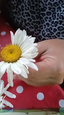 Гадаем на ромашке! ❤💛💙Любит или не любит!