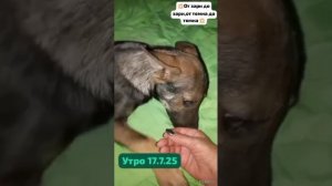 #сезонконтетаRUTUBE Сутки жизни!Сколько новостей: и гости к Баксу.И началась охрана вкусных косточек