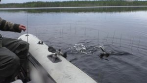 Рыбалка на спиннинг в Карелии!