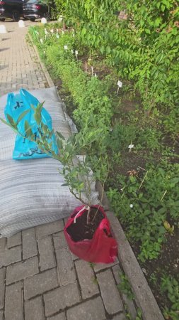 Расширяю плантации голубики, теперь розовая из Мичуринска от Михаила