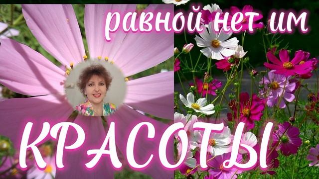 КОСМЕИ. У дома скромные цветы, но равной нет и красоты.