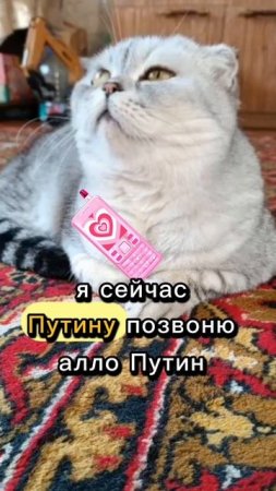 Я сейчас Путину позвоню 😂😂😂