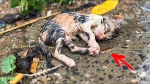 Больной, без сознания бездомный котёнок пытался выжить под дождем...