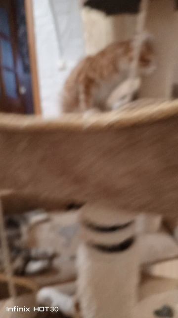 Помет А. Растем