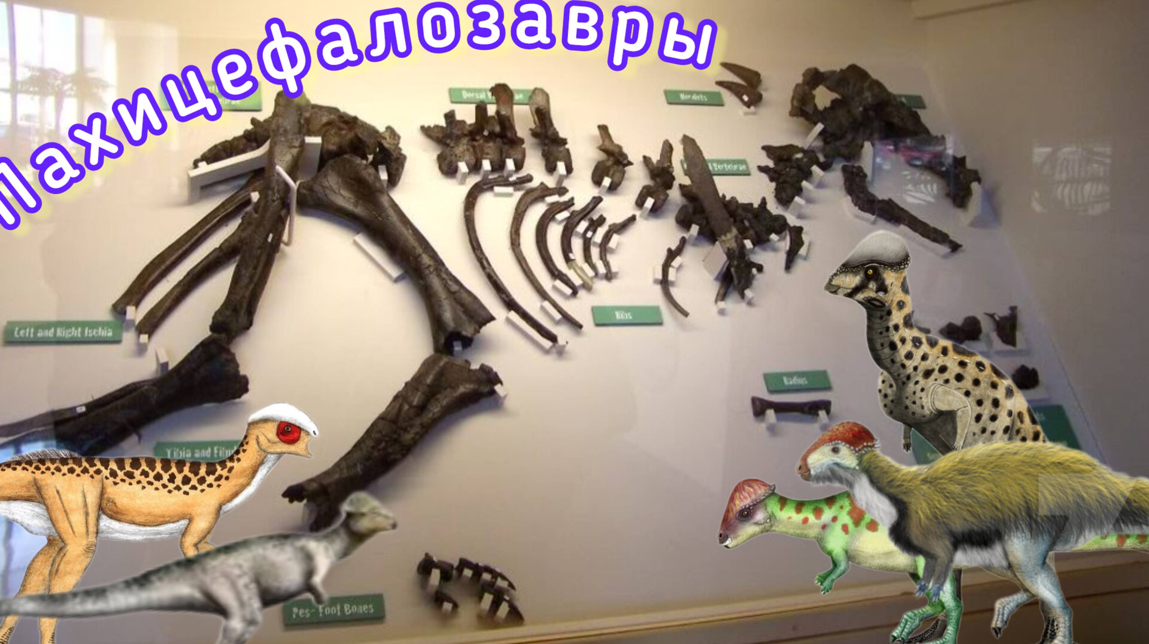 Пахицефалозавры — самые редкие динозавры!