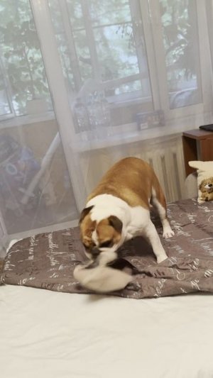 Бульдожье веселье / Игра с бульдожкой