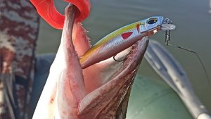 Распаковка посылки с воблером Kosadaka Tide Minnow XS 75F