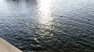 17.7.2025г поездка  виды 5  Енисей  VID_20250717_185415