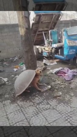 Черепаха😂