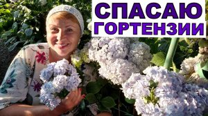 Спасаю Гортензии от стресса и палящего солнца.  Обзор крупнолистных гортензий июль