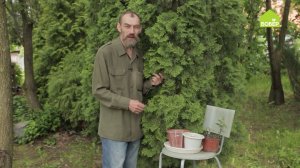 Как правильно размножать тую. Два способа