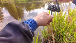 Мормышинг. Краснопёрка.