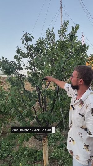 Такая обрезка помогает от вредителей
